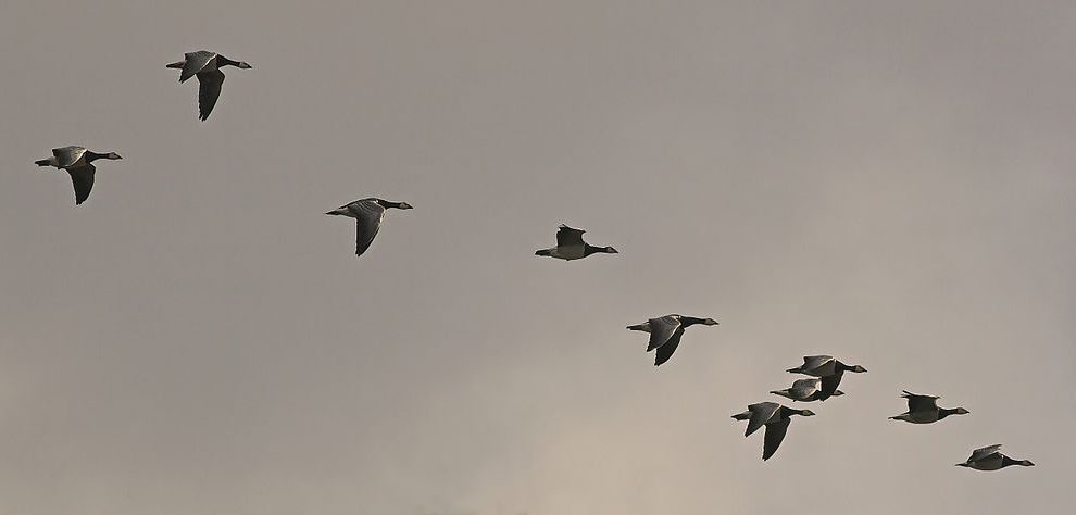 Flock of Barnacle Geese flying in formation during autum migration, catching last rays of the sun. Photo by Thermos.